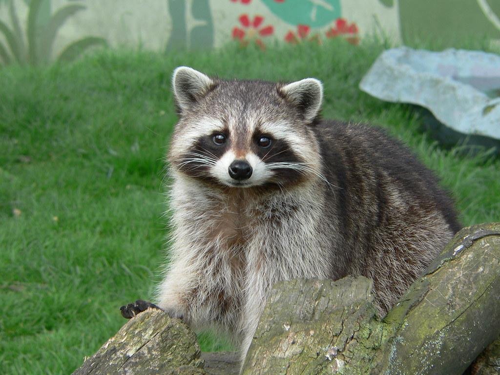Raccoon Removal in Green Bay